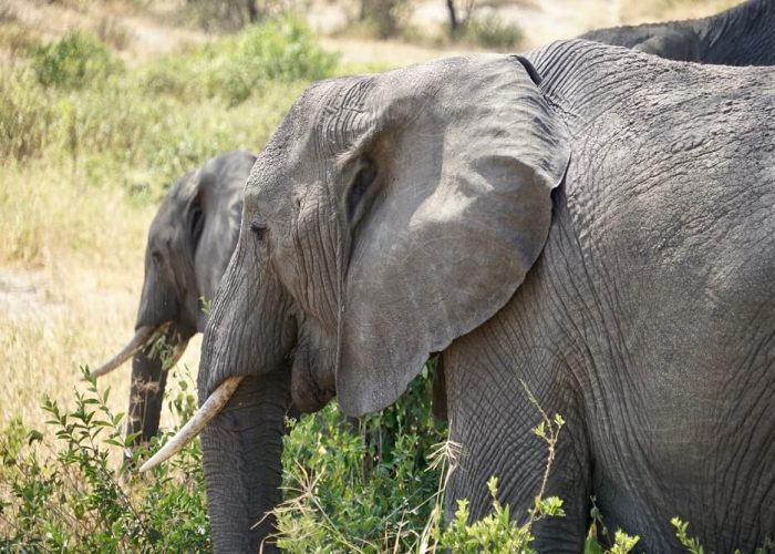 Lake Manyara National Park elephant