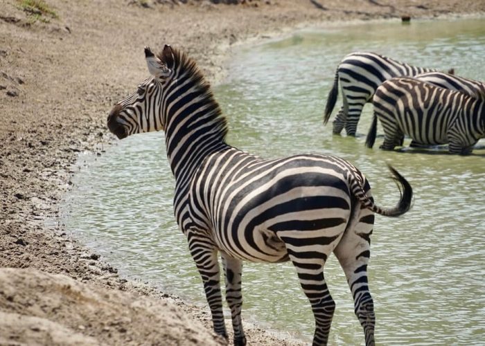 Lake Manyara National Park zebra