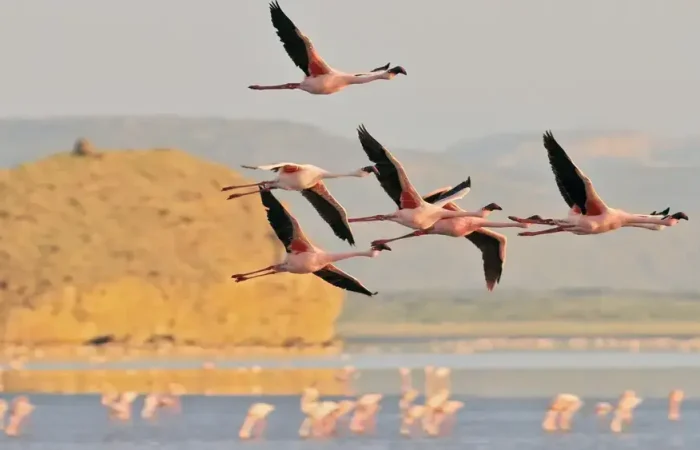 Lake Natron flamingo fly