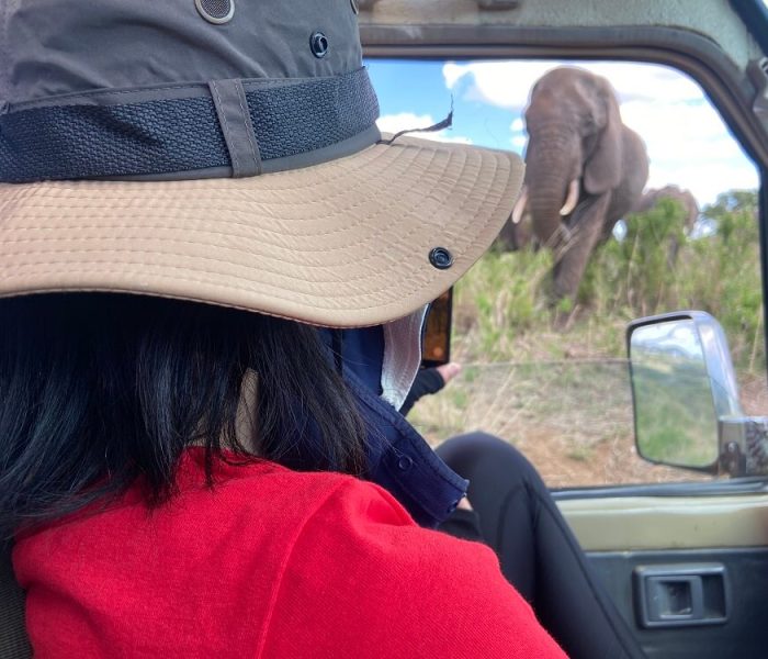 Ngorongoro crater elephant