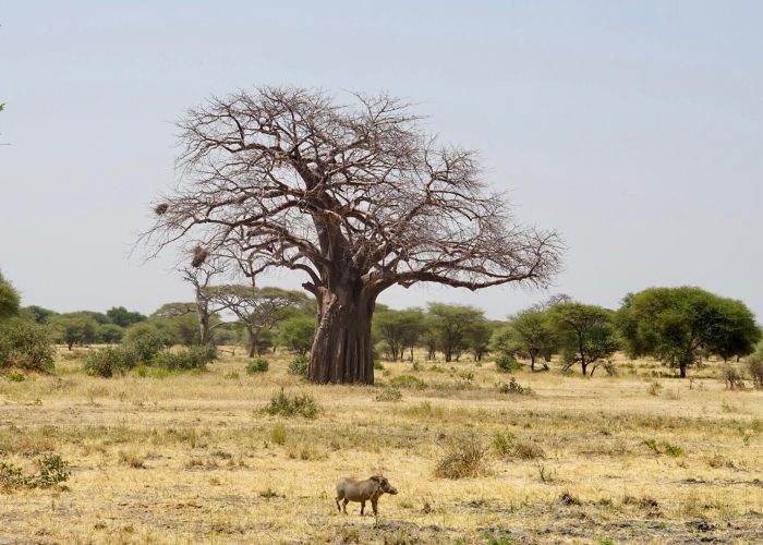 Tarangire National Park baobab Iggy