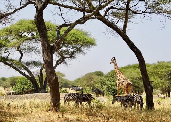 Tarangire National Park giraffe Iggy