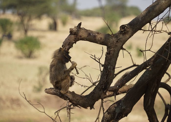 Tarangire National Park monkey